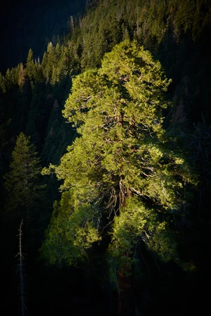sequoia-national-park-high-sierra-trail-08