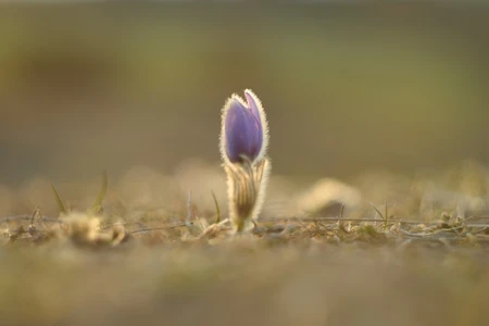 Helios 44m sample image with pasqueflower on wide aperture f2 and creamy bokeh