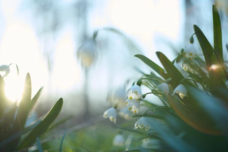 Helios 44m sample image with snowdrops and flares