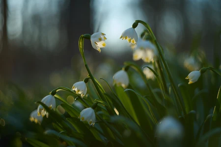 Helios 44m sample image with snowdrops and shallow depth of field